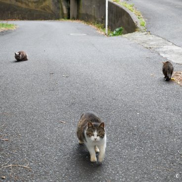 Tashirojima (Ishinomaki), Cats on the road 2
