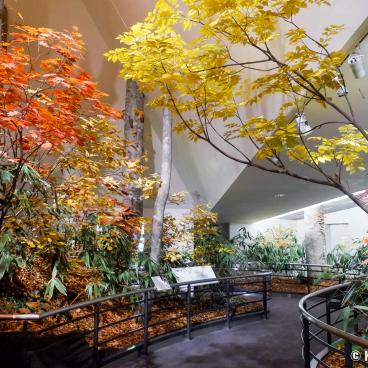 Tateyama Museum of Toyama, Reconstitution of Bijodaira beech forest in autumn