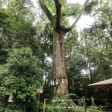 Ujigami-jinja, Sacred tree in the shrine's grounds