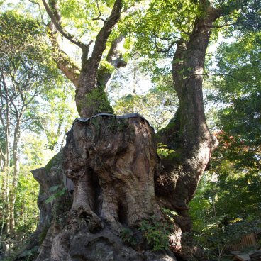 Ookusu giant camphor tree at Kinomiya-jinja shrine