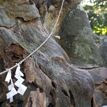 Ookusu giant camphor tree at Kinomiya-jinja shrine 2