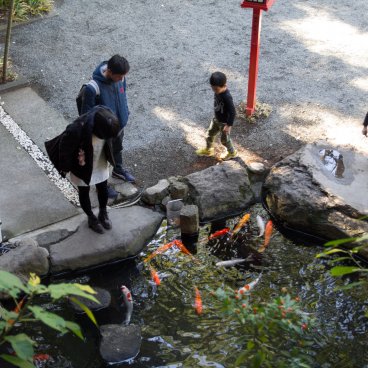 Small koi carps pond at Kinomiya-jinja shrine