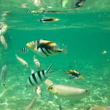 Kume-jima Island in Okinawa, Underwater view of tropical fishes