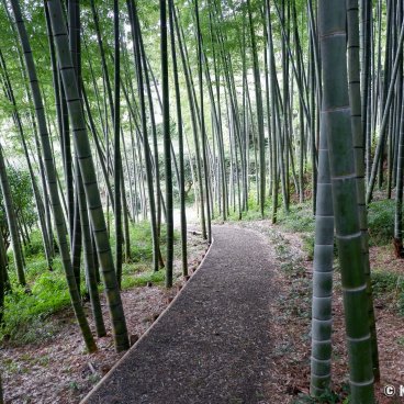 Enoura Observatory (Odawara), Bamboo grove