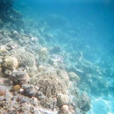 Kerama Islands (Okinawa), Coral reef in Zamami Island