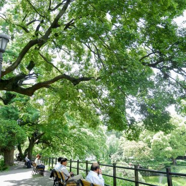 Hibiya Park (Tokyo), Vegetation of the public garden in spring