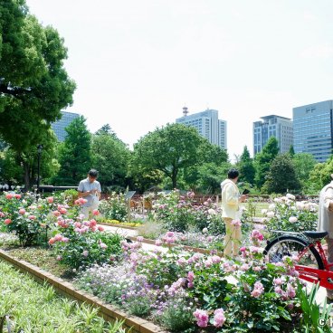 Hibiya Park (Tokyo), Flowered rose garden in spring