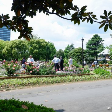 Hibiya Park (Tokyo), Flowered rose garden in spring 2