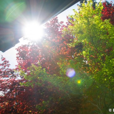 Hozan-ji (Nara), Sunlight beaming through red and green maple trees' foliage in the temple's grounds