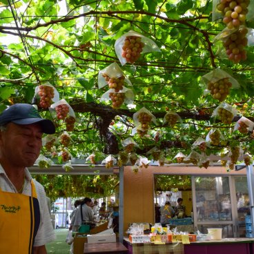 Fruit Picking at the farm in Shirone Grape Garden in Niigata 2
