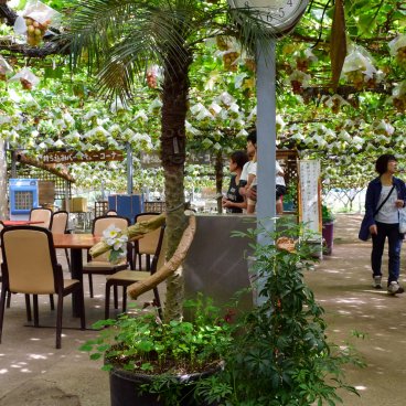 Tables to eat the harvested fruits in Shirone Grape Garden in Niigata
