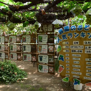 Introduction to the various types of grapes to pick at Shirone Grape Garden in Niigata