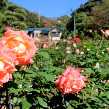 Kamakura Museum of Literature, Rose garden