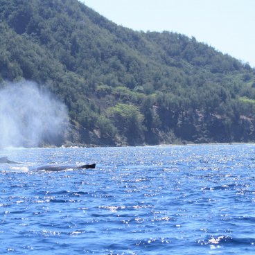 Ogasawara Archipelago, Whale watching