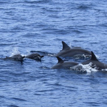 Ogasawara Archipelago, Dolphins