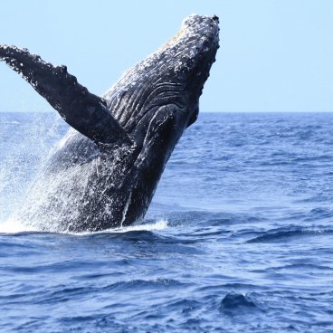 Ogasawara Archipelago, Whale watching 3