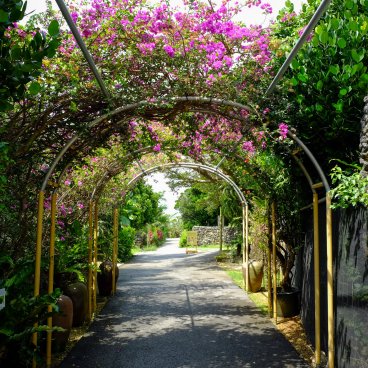 Yaimamura (Ishigaki), Alley under a flowered pergola