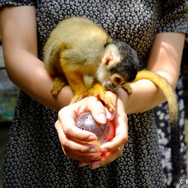 Yaimamura (Ishigaki), Squirrel-monkey on the arms of a visitor