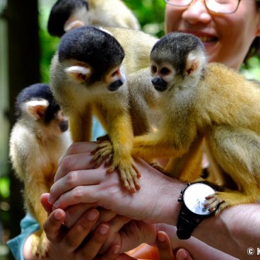 Yaimamura (Ishigaki), Two squirrel-monkeys on the arms of a visitor