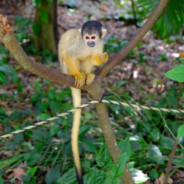 Yaimamura (Ishigaki), Squirrel-monkey in a tree