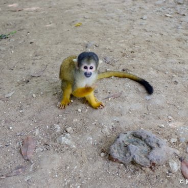 Yaimamura (Ishigaki), Squirrel-monkey on the ground