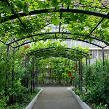 Meguro Sky Garden, Alley overlooked by vines on arbours