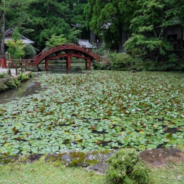 Kongosho-ji (Mount Asama in Ise), Lotus pond and taiko-bashi bridge