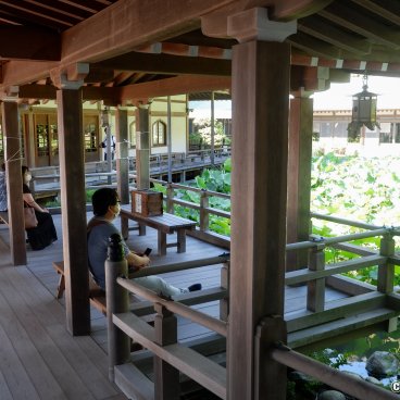 Komyo-ji (Kamakura), Wooden veranda with a view on Kodai-Hasu lotus pond 2