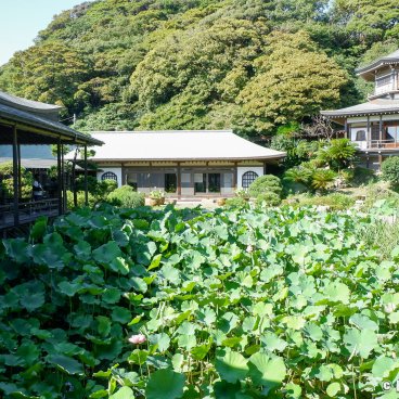 Komyo-ji (Kamakura), Kishu-teien garden and its lotus pond and Daishokaku pavilion