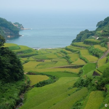 Karatsu (Saga, Kyushu), Hamanoura terraced rice paddies in summer