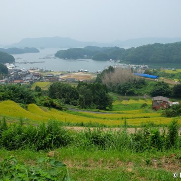 Karatsu (Saga, Kyushu), Oura terrace fields in summer