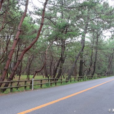 Karatsu (Saga, Kyushu), Road crossing the Niji no Matsubara forest