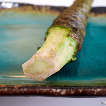 Japanese wasabi root