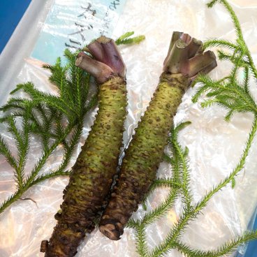 Japanese wasabi roots at the grocery shop