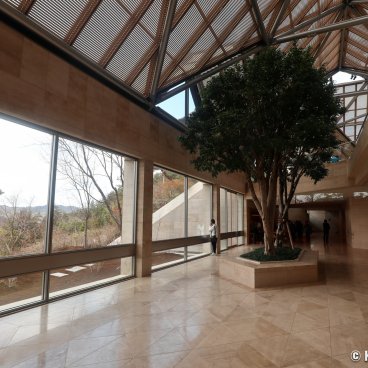 Miho Museum, Ficus growing indoor in the permanent collections' building