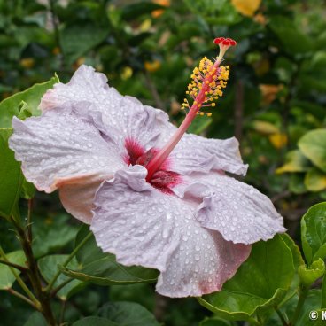 Okinawa, Hibiscus flower