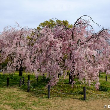 Daisen Park (Sakai, Osaka), Cherry blossoms in spring 3