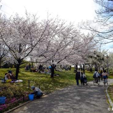 Daisen Park (Sakai, Osaka), Cherry blossoms in spring 4