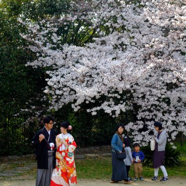 Daisen Park (Sakai, Osaka), Cherry blossoms in spring