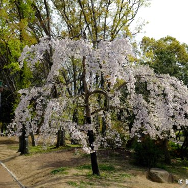 Daisen Park (Sakai, Osaka), Cherry blossoms in spring 2