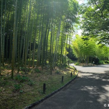 Expo'70 Park (Osaka), Bamboo forest