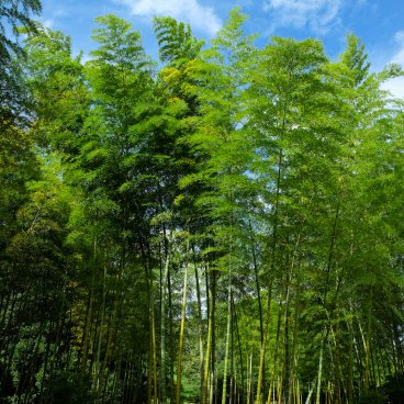 Expo'70 Park (Osaka), Bamboo forest 2