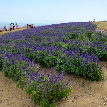 Awaji Hanasajiki, Blue sage blooming in autumn