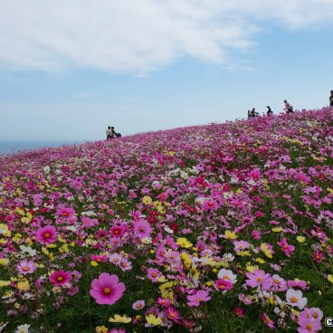 Awaji Hanasajiki, Cosmos flower field in autumn