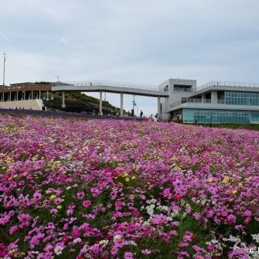 Awaji Hanasajiki, Cosmos flower field in autumn and main building of the park