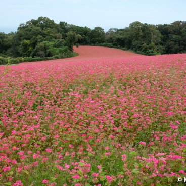 Awaji Hanasajiki, Buckwheat flower field in autumn