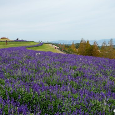 Awaji Hanasajiki, Blue sage blooming in autumn and Akashi Strait in the background