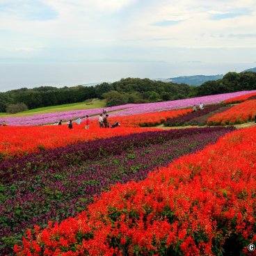 Awaji Hanasajiki, Red and dark purple sage, cosmos and Osaka Bay in the background