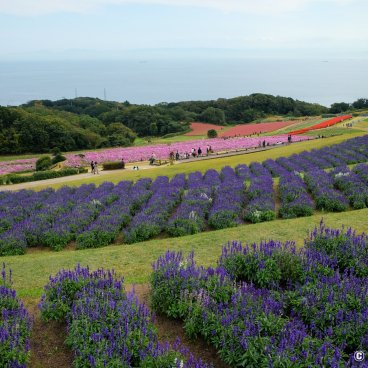 Awaji Hanasajiki, View on the flower field in autumn with the sea in the background