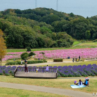 Awaji Hanasajiki Park in Hyogo, Flower fields at the beginning of autumn